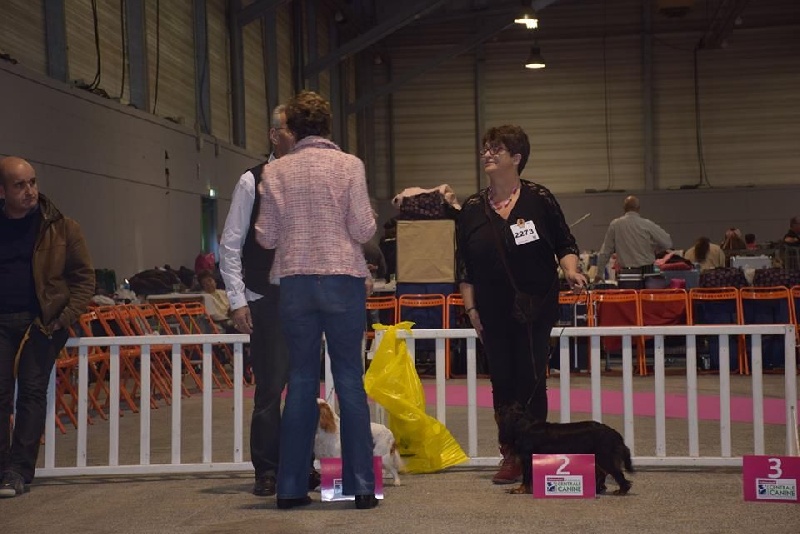 Hope for the manor ti king des Cavaliers D'Albion - 2ème Exc + RCACS + RCACIB