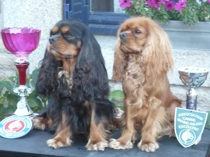 Django (sans affixe) des petits Anges de Sophie - 1er Excellent en classe Jeune