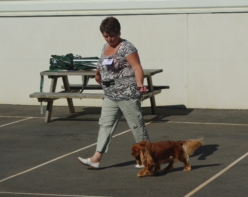 Django (sans affixe) des petits Anges de Sophie - 1er exc class inter + RCACS