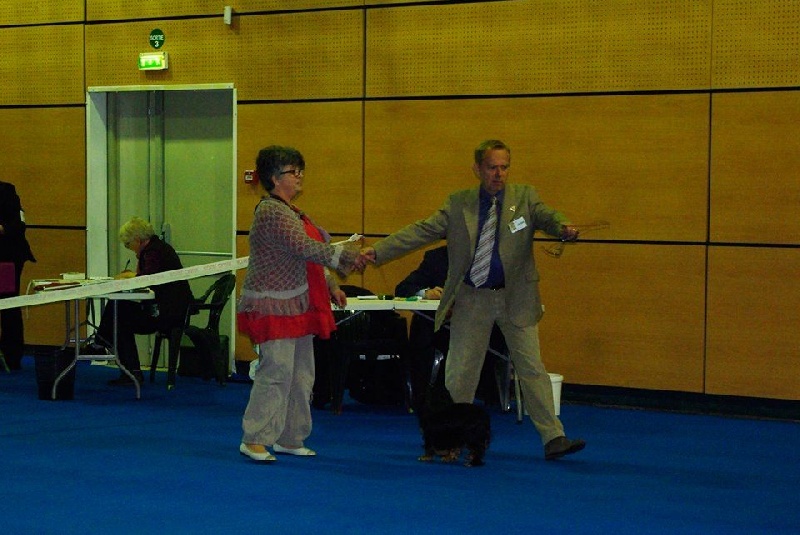 Hope for the manor ti king des Cavaliers D'Albion - 1er exc + CACS + CACIB