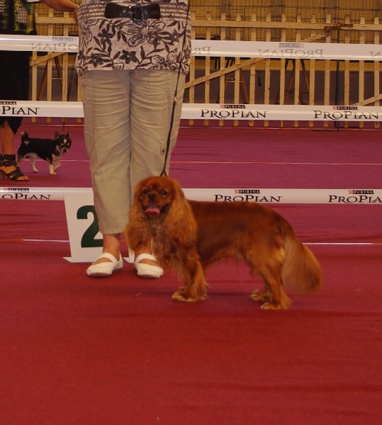 Django (sans affixe) des petits Anges de Sophie - 1er Exc. RCACS