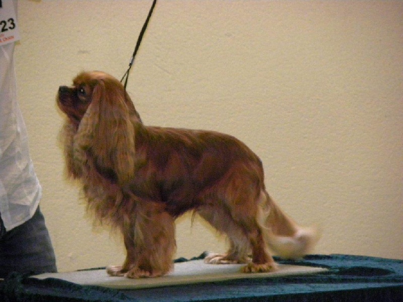 Django (sans affixe) des petits Anges de Sophie - 4ème excellent