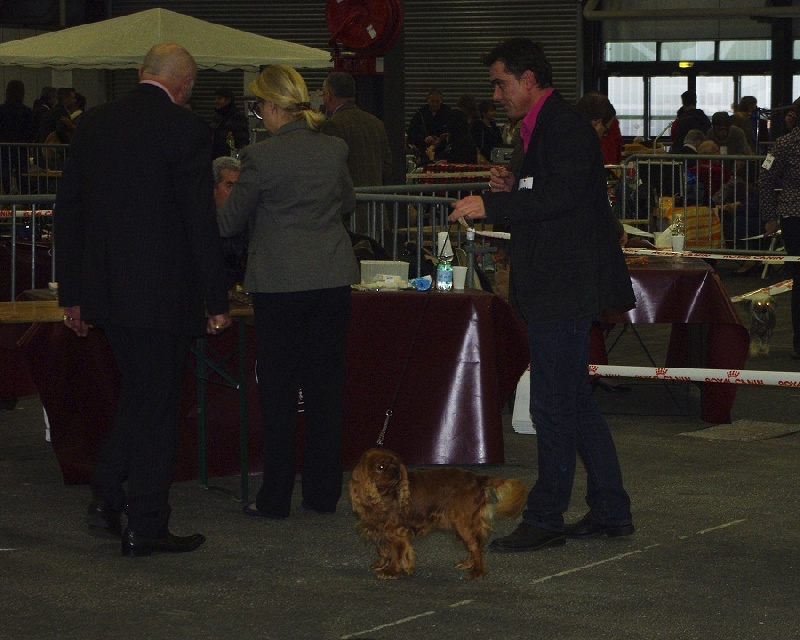 Django (sans affixe) des petits Anges de Sophie - 2ème excellent classe ouverte