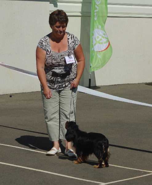 Emilou haris des marais de Bremes - 2ème Exc. Class. Jeune