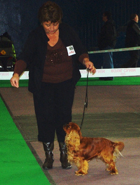 Django (sans affixe) des petits Anges de Sophie - 1er Excellent - RCACS