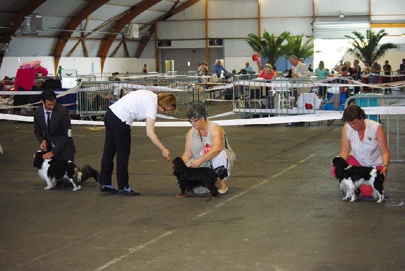 Hope for the manor ti king des Cavaliers D'Albion - 1er exc + CACS + CACIB