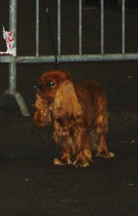 Django (sans affixe) des petits Anges de Sophie - 2ème excellent