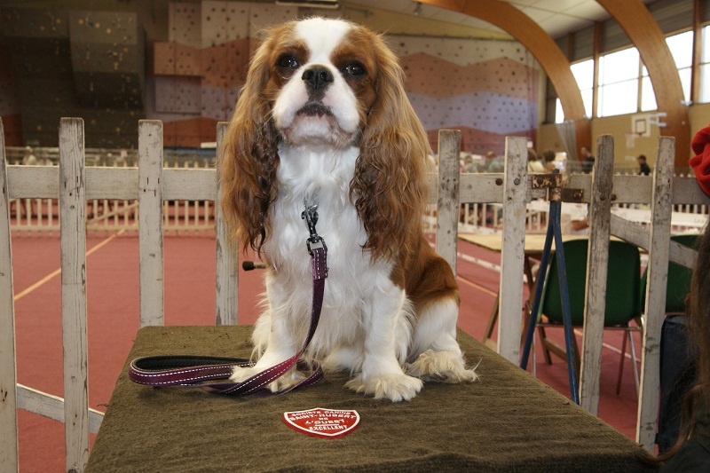 Elton john De castel peyrac - 1er Excellent