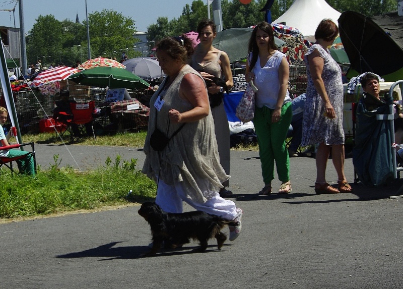 Hope for the manor ti king des Cavaliers D'Albion - 1er exc + CACS + MEILLEUR DE RACE