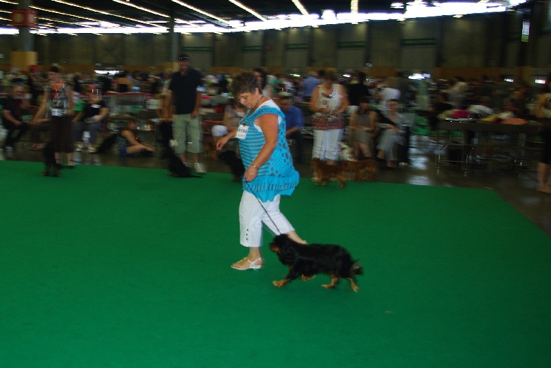 Emilou haris des marais de Bremes - Très Bon