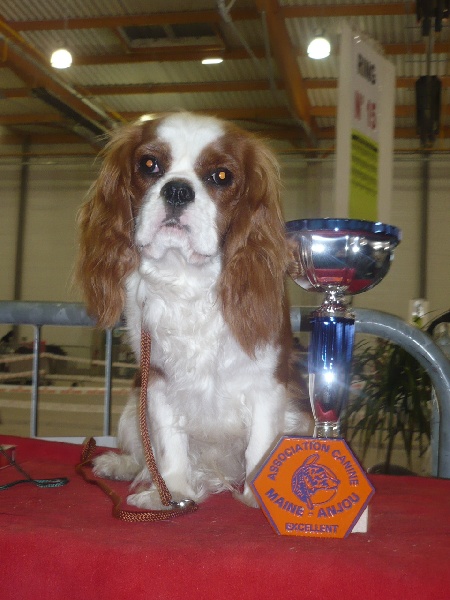 Elton john De castel peyrac - 1er Excellent en classe Jeune