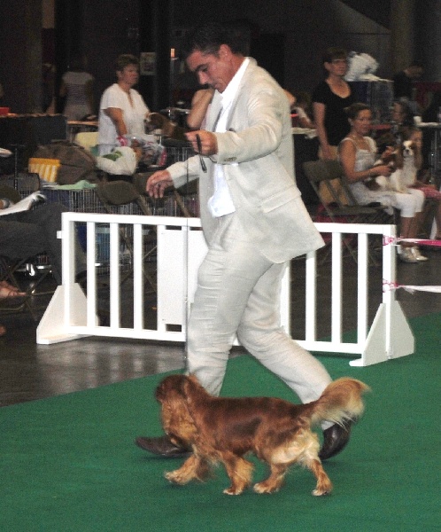 Django (sans affixe) des petits Anges de Sophie - 2ème excellent cl inter