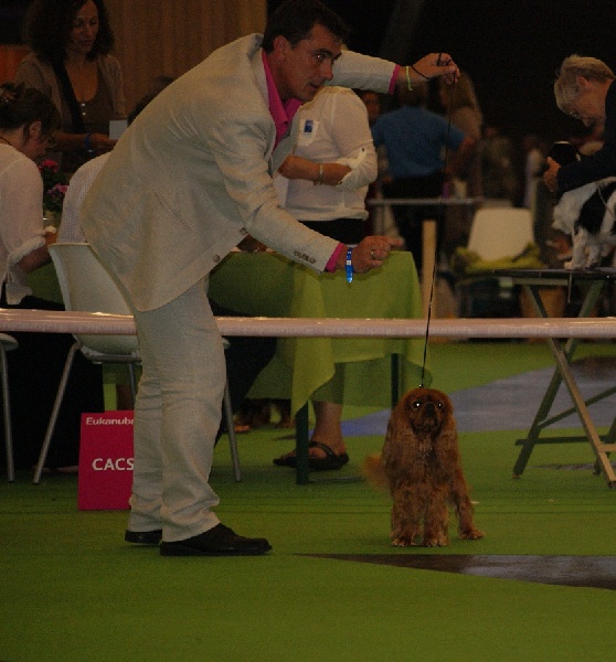 Django (sans affixe) des petits Anges de Sophie - Excellent