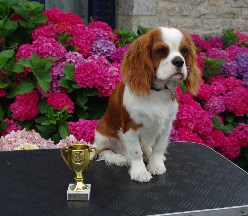 Elton john De castel peyrac - Très Prometteur