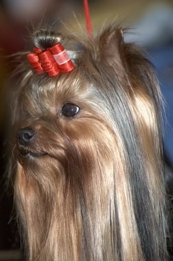 Moët chandon de ilberri