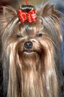 Moët chandon de ilberri