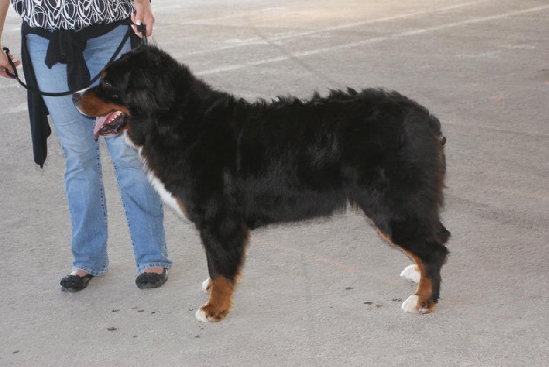 Erin de la Petite Perriere - Excellent (7 sur 20 femelles)