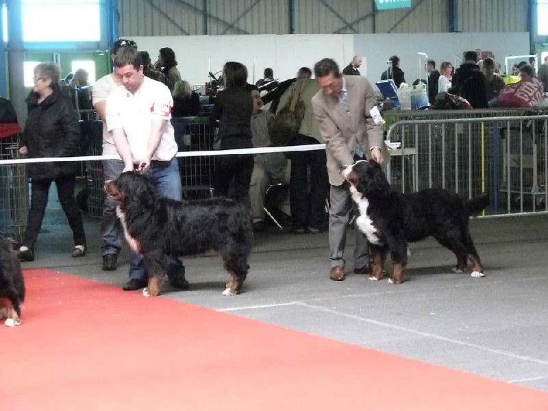 Erin de la Petite Perriere - 4 ème TB (sur 6)