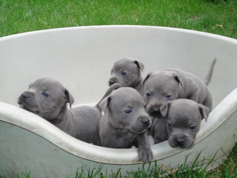 Photo Elevage De L Alizee Des Redblacksocks Chiot Staffie Bleu