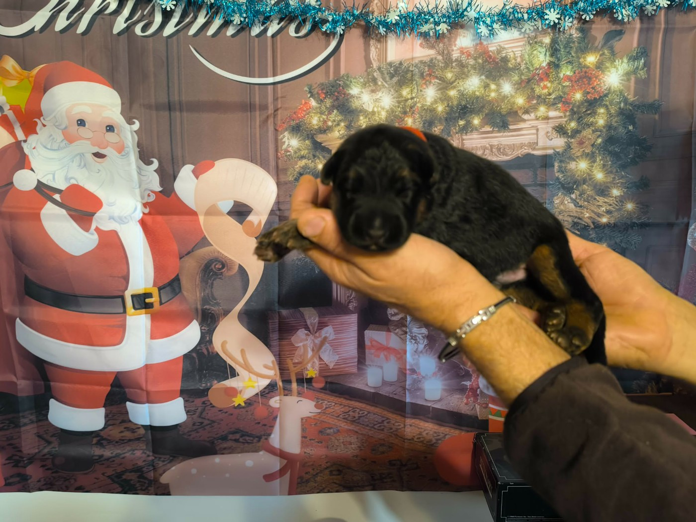CHIOT - Berger Allemand