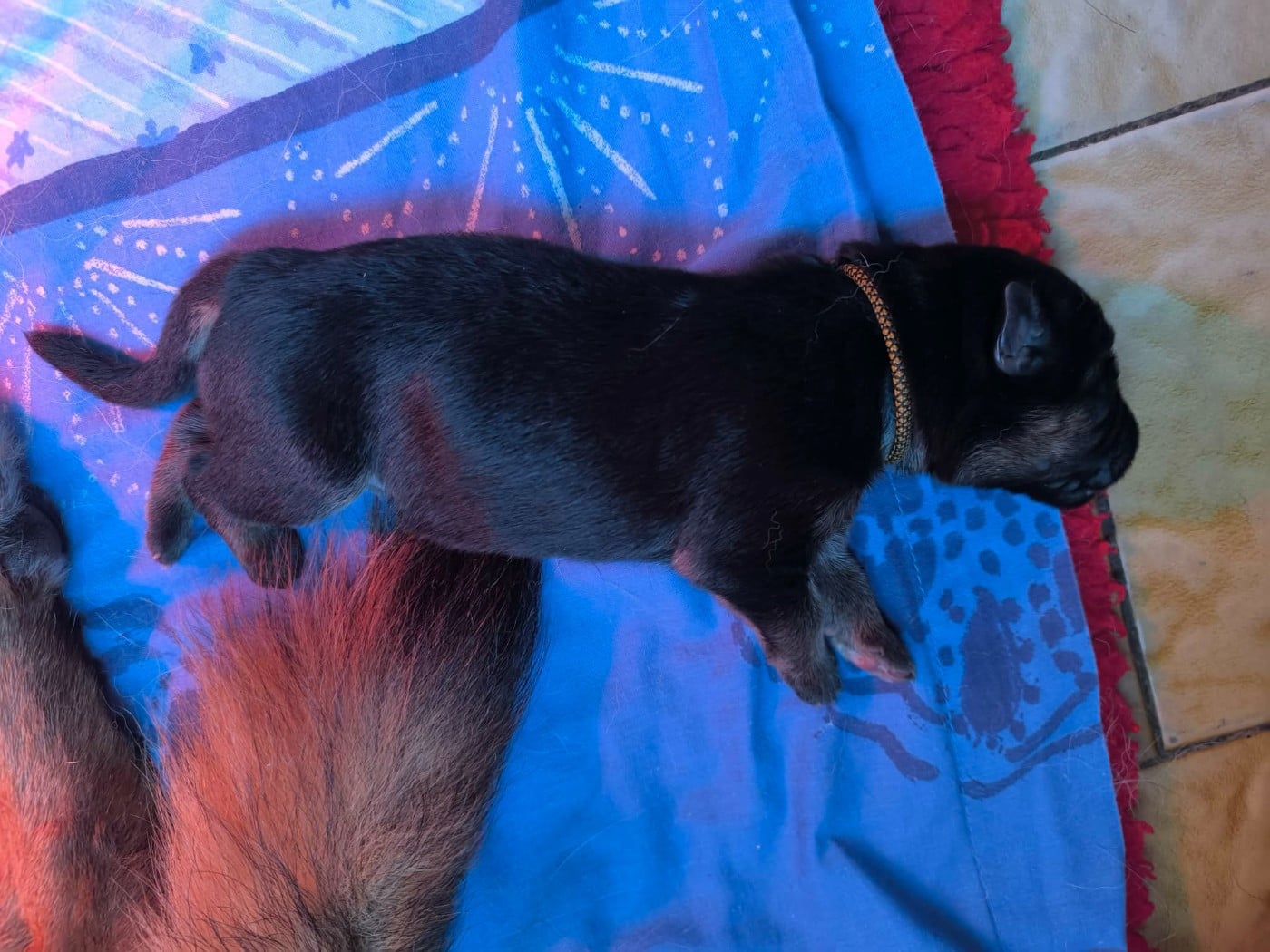 CHIOT ruban noir et or - Berger Allemand