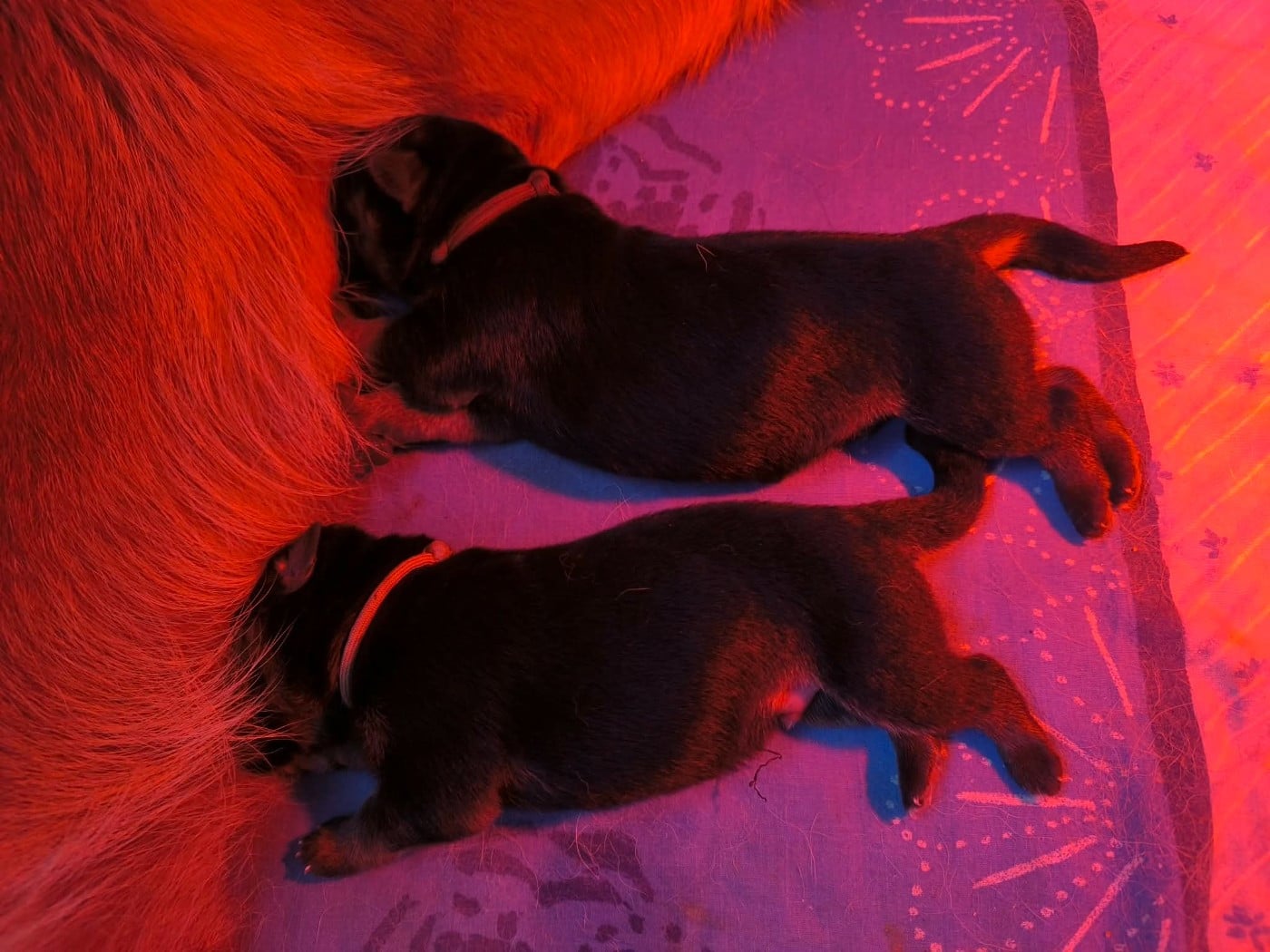 CHIOT ruban marron - Berger Allemand