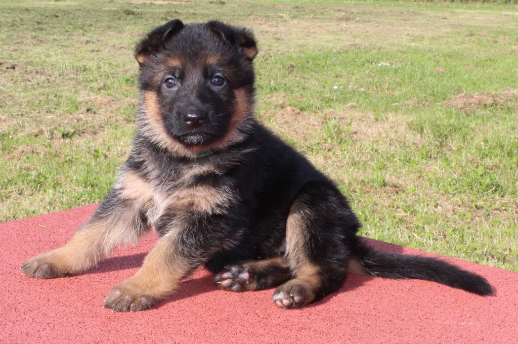 CHIOT ruban vert UNATWO