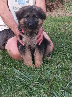 Les chiots de Berger Allemand Poil Long