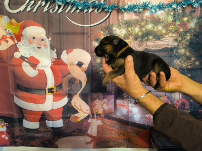 Les chiots de Berger Allemand