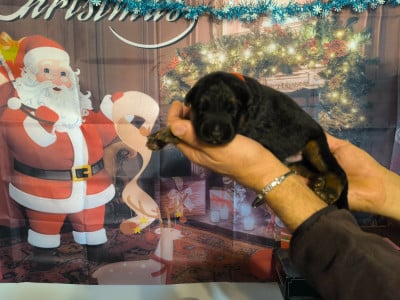 Les chiots de Berger Allemand