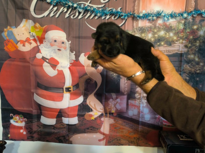 Les chiots de Berger Allemand