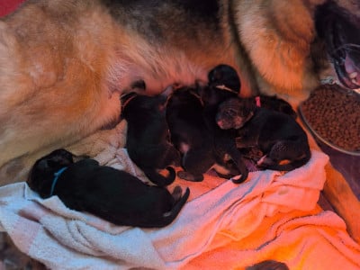 Les chiots de Berger Allemand