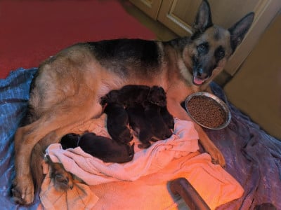 Les chiots de Berger Allemand