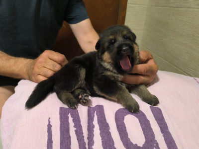Les chiots de Berger Allemand