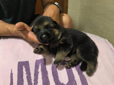 Les chiots de Berger Allemand