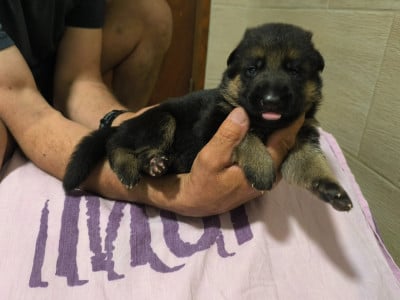 Les chiots de Berger Allemand