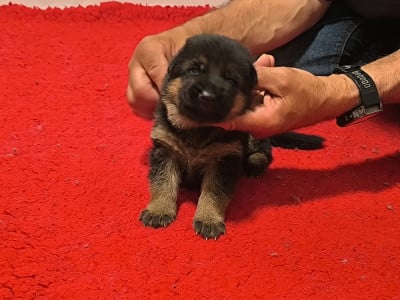 Les chiots de Berger Allemand