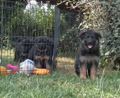 Les chiots de Berger Allemand Poil Long