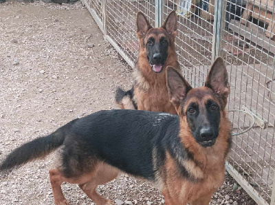 Les chiots de Berger Allemand