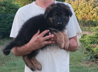 Les chiots de Berger Allemand Poil Long