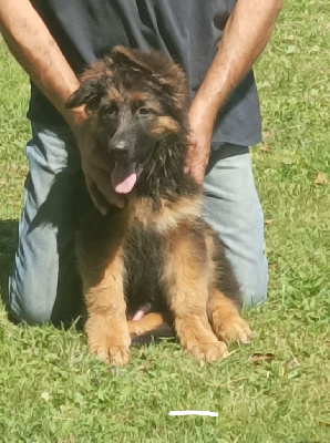 Les chiots de Berger Allemand Poil Long