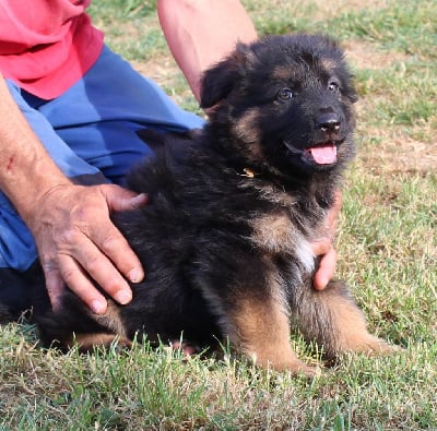 Les chiots de Berger Allemand Poil Long