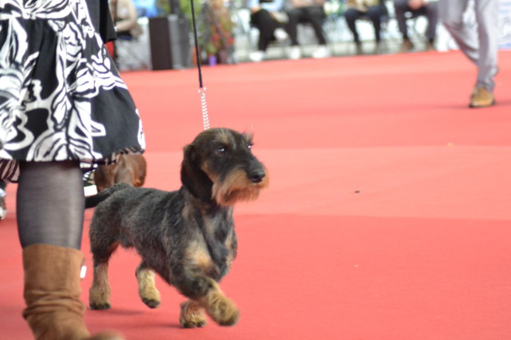 Virus l'isotope d'oun bass