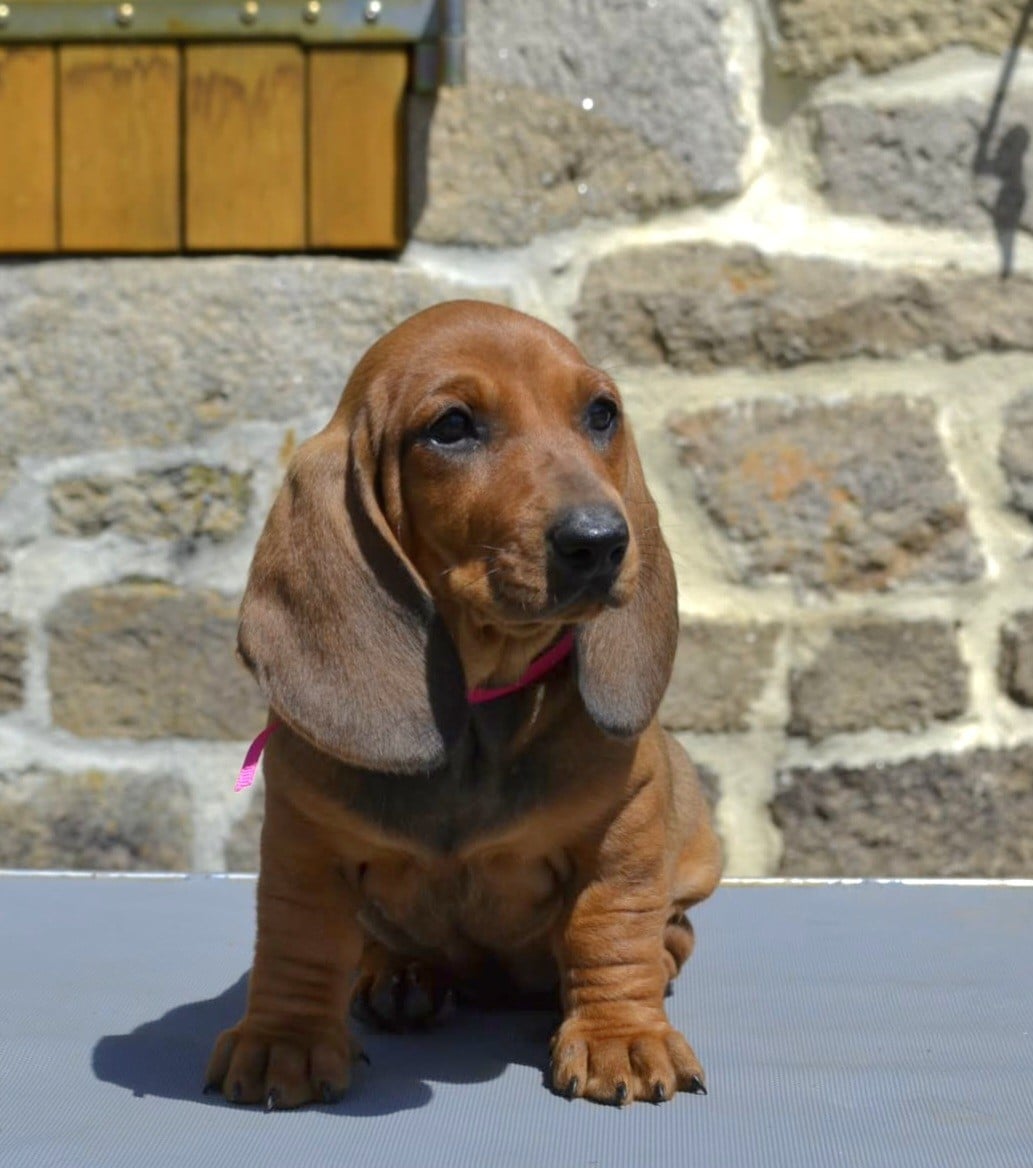 Teckel poil ras - de la Cascade d'Orion