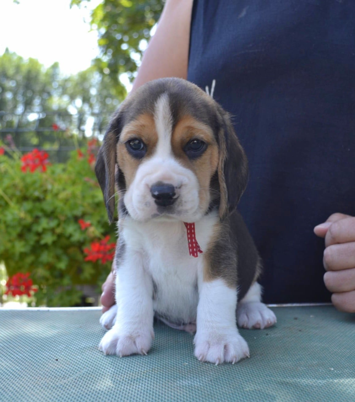 Beagle - de la Cascade d'Orion