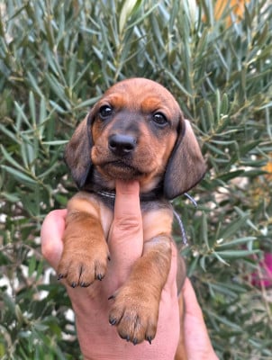 Les chiots de Teckel poil ras