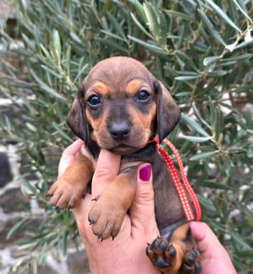 Les chiots de Teckel poil ras