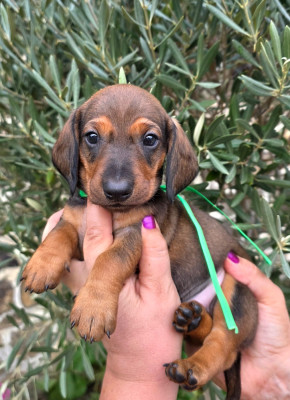 Les chiots de Teckel poil ras