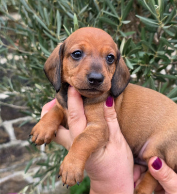 Les chiots de Teckel poil ras