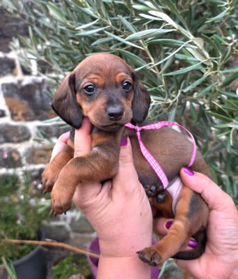 Les chiots de Teckel poil ras